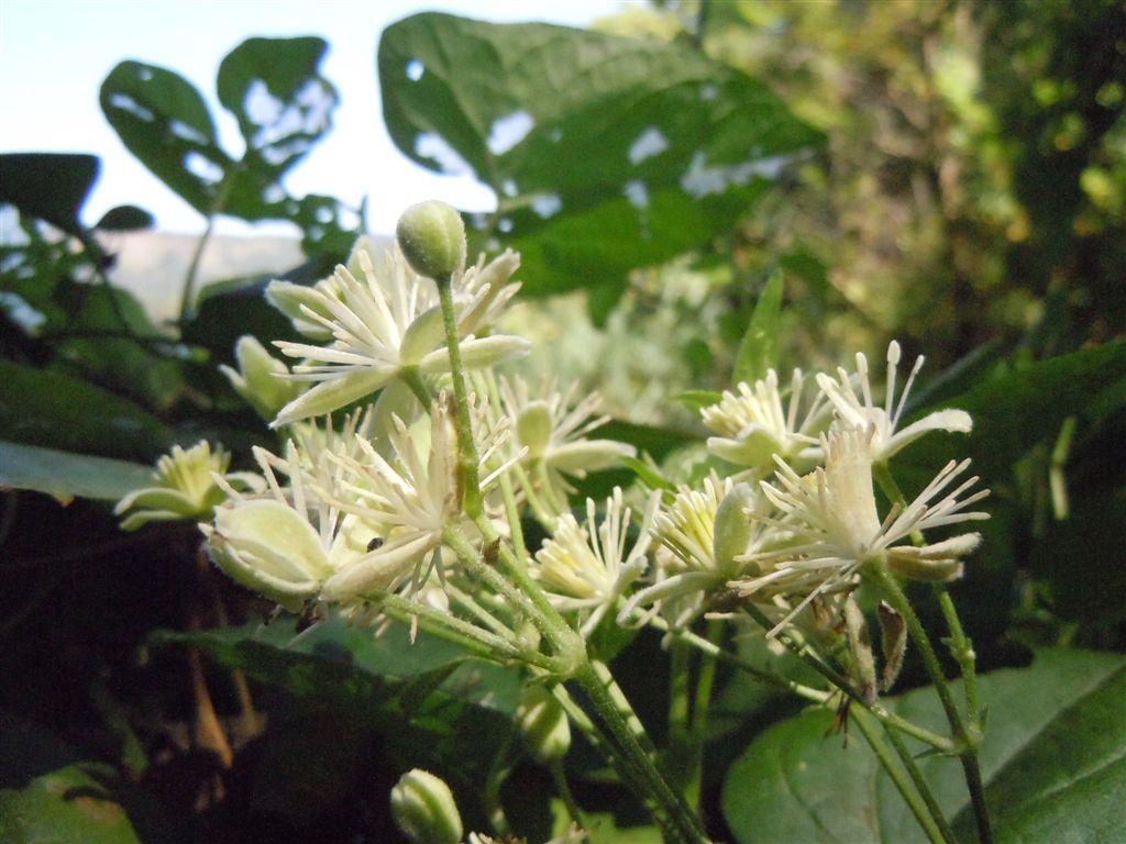 Clematis vitalba